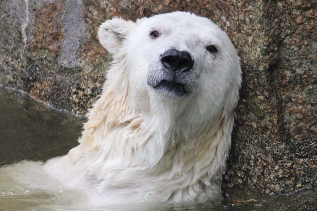 The picture highlights the critical situation of polar bears as a result of climate change