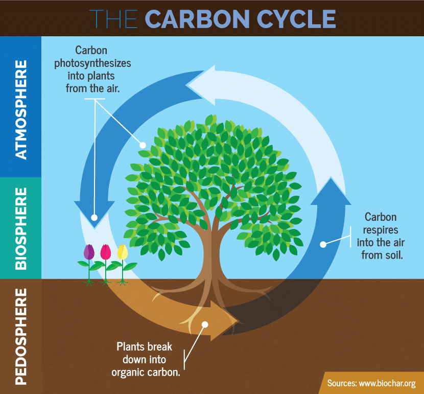The-carbon-cycle_biosphere The-carbon-cycle biosphere